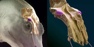 Sal impediu existência de dinossauros marinhos, diz estudo