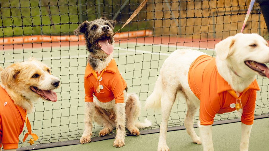 CãoDulas participam do Rio Open 2025 e incentivam adoção responsável CãoDulas participam do Rio Open 2025 e incentivam adoção responsável