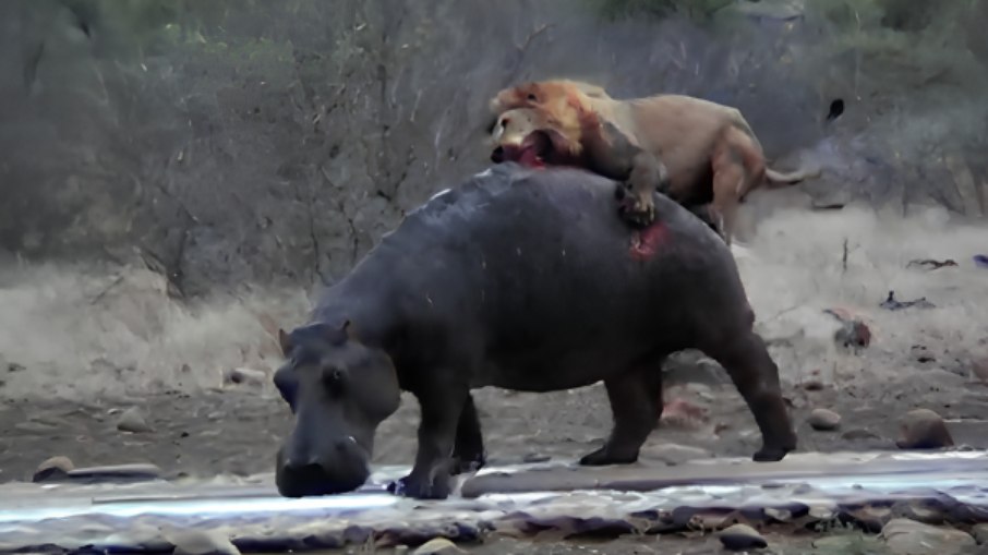 Leões atacam hipopótamo em Botswana, na África Leões atacam hipopótamo em Botswana, na África