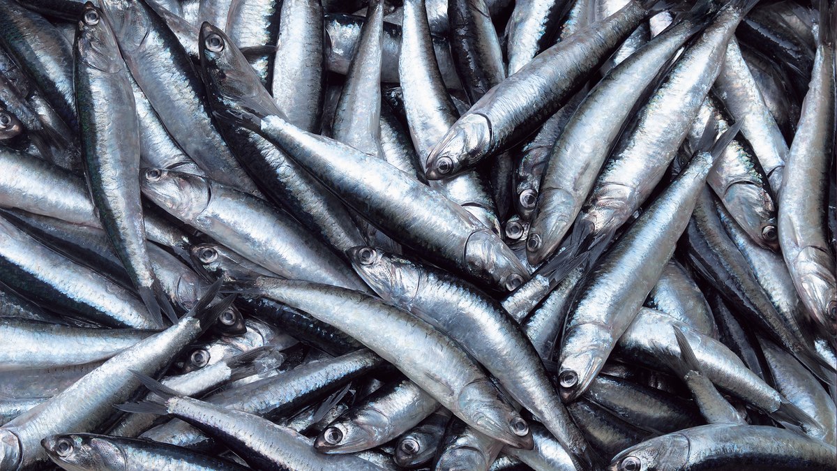 Recuperação de ambientes marinhos alvo da pesca de arrasto pode levar anos Recuperação de ambientes marinhos alvo da pesca de arrasto pode levar anos