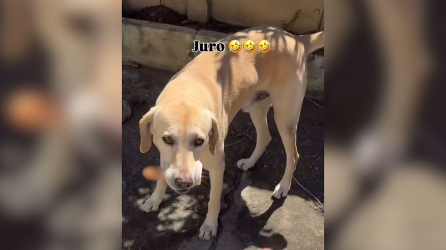 Cão invade casa e rouba brinquedo erótico do tutor