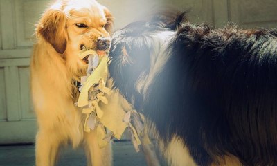 Por que alguns cães rosnam para certas pessoas?