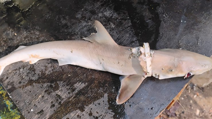 Argola plástica mata tubarão em Ubatuba