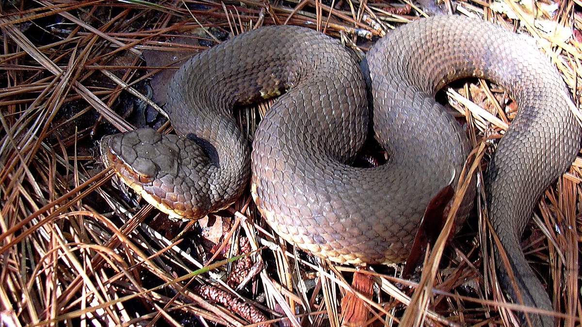 A cottonmouth, também chamada de cobra boca-de-algodão ou mocassim-d'água, é nativa do sudeste dos Estados Unidos