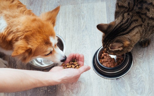 Alimentação saudável para pets: 7 receitas caseiras e opções no mercado