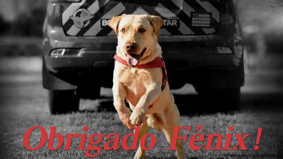 Fênix, o cão de resgate