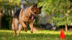 Agressivos? Muito grande? 10 mitos sobre cachorros da raça pastor alemão