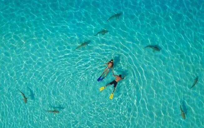 Na Polinésia Francesa, tem muitas atrações que envolvem a prática do mergulho , como nadar com tubarões