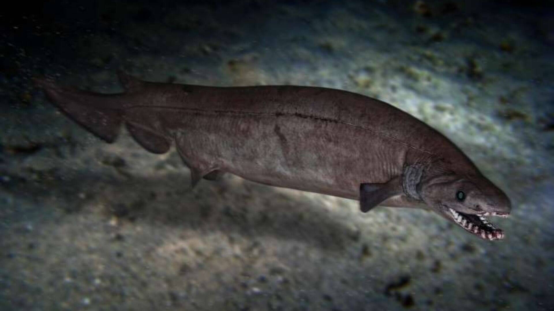Leonodus Fóssil de 360 milhões de anos de ancestral de tubarão é encontrado no ...