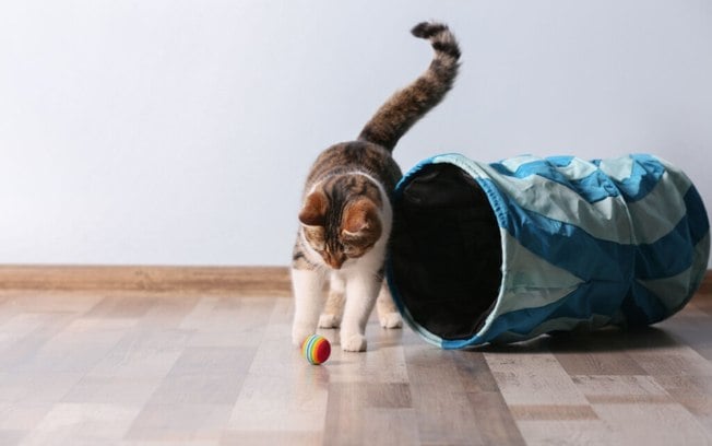 8 vantagens de criar um gato em um apartamento