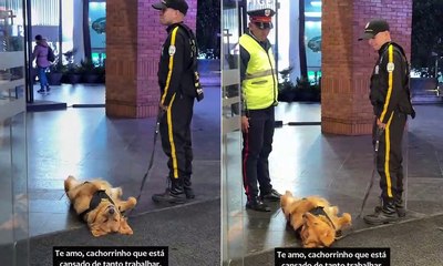 Cão farejador dorme em serviço e tenta disfarçar ao ver o chefe
