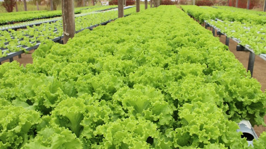 Plantação de alface.