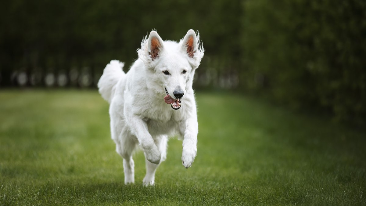 Cachorro Pastor Branco Suíço: características e fotos