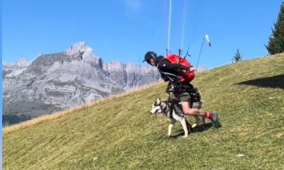 Husky sobrevoa montanhas em voo de parapente