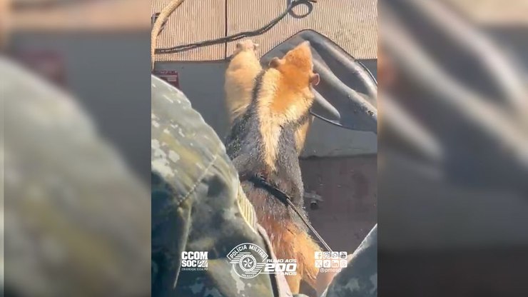 Tamanduá-mirim é resgatado após ficar ilhado em represa de SP