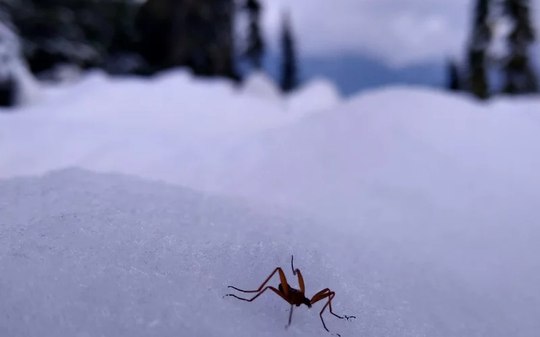 Moscas-da-neve se mutilam para sobreviver ao frio mortal; assista