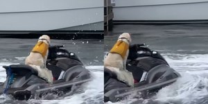 Golden retriever é flagrado de colete salva-vidas em jet ski