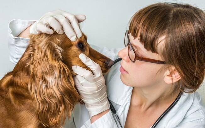 Será que seu cão pode ter atrofia progressiva da retina?