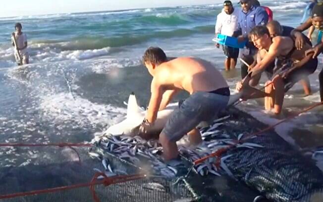 Cardume de sardinhas veio com tubarão de 2 metros e assustou pescadores 