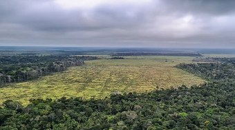 Desmatamento no Cerrado emite 135 milhões de toneladas de CO2 