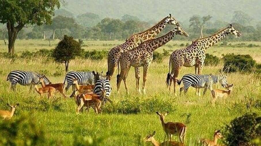 Uma das melhores formas de conhecer a África é por meio dos safaris