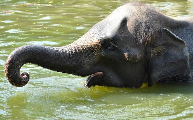 Elefante no lago