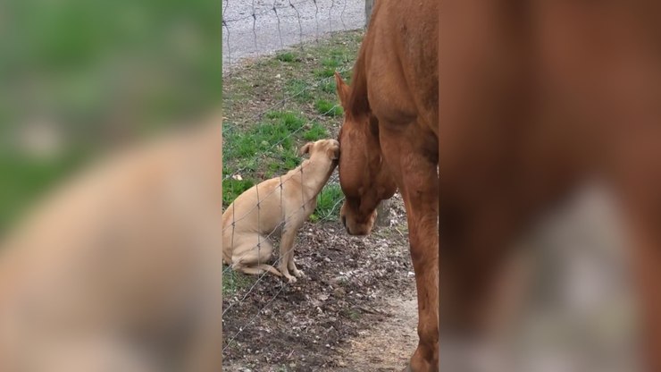 Cachorro caramelo surpreende ao demonstrar afeto por cavalo
