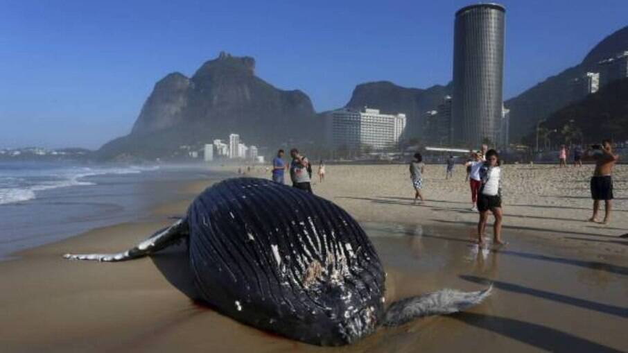 Baleia encontrada morta na praia de São Conrado