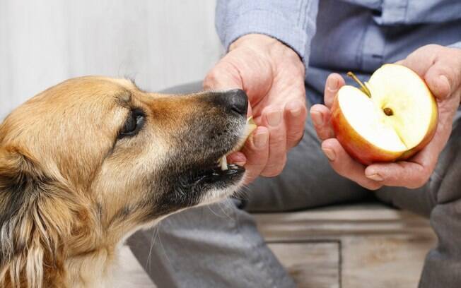 A maçã é uma ótima opção para oferecer para o cachorro