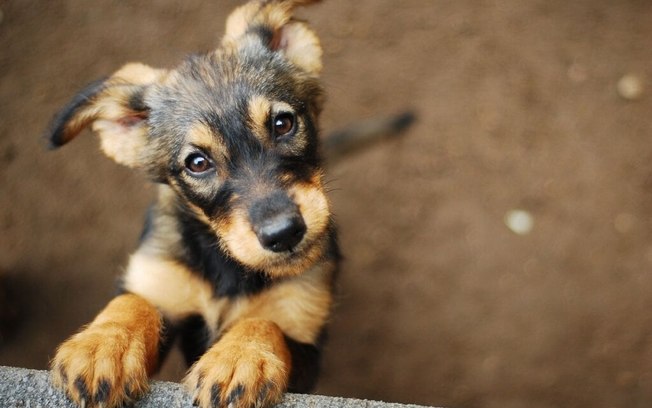 8 maneiras de ajudar abrigos de animais