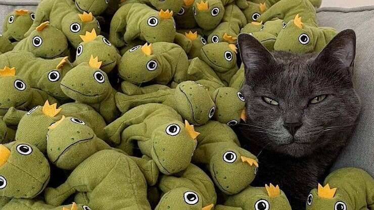 Gata obcecada por sapo de pelúcia ganha um exército deles