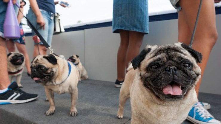Feira Pet Brasil apresenta novidades do mercado no Rio de Janeiro