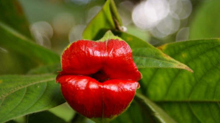 Planta parece ter dois lábios vermelhos; conheça a flor-do-beijo