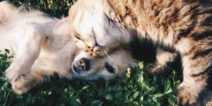 RG Animal: como vai funcionar o novo programa para cães e gatos