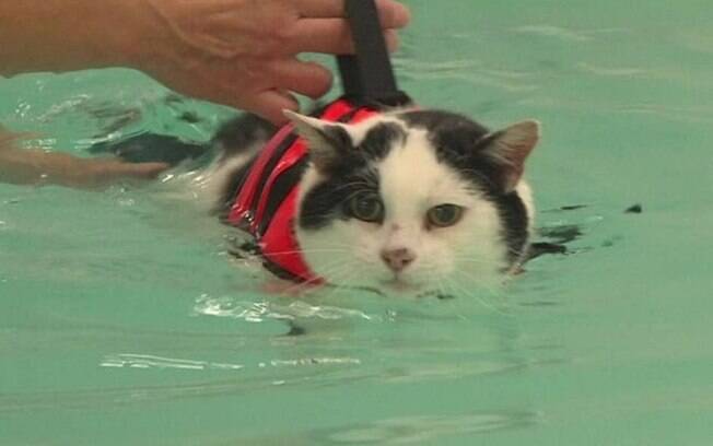 A hidroterapia ajuda na recuperação de muitos animais 