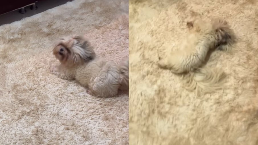 Cachorro arrancou risadas dos internautas ao se encantar por tapete Cachorro arrancou risadas dos internautas ao se encantar por tapete