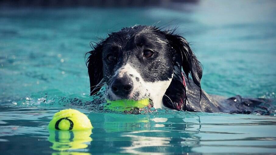 Brinquedos podem ser usados para incentivar o cão a entrar na água