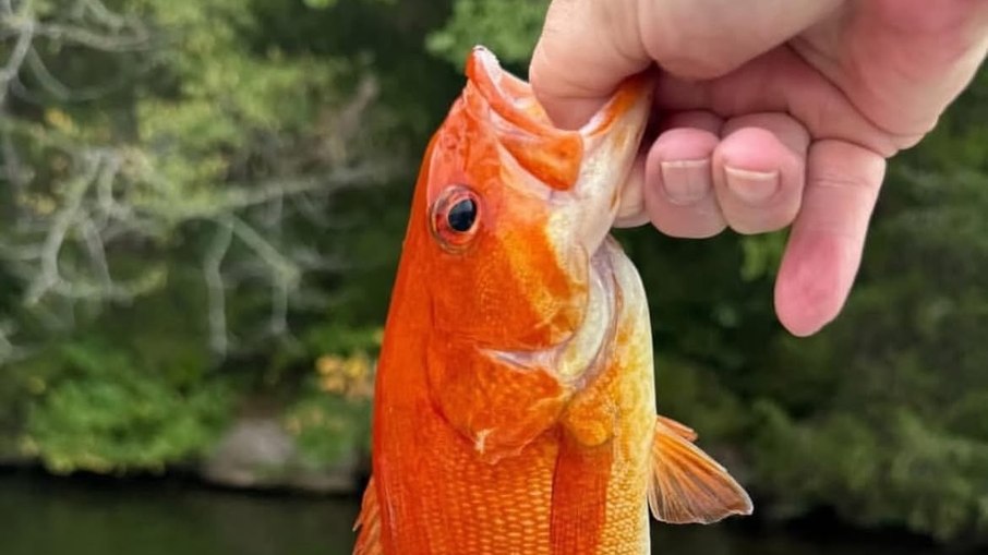 Achigã-de-boca-pequena laranja-neon por xantismo, fisgado e solto em um lago dos Estados Unidos Achigã-de-boca-pequena laranja-neon por xantismo, fisgado e solto em um lago dos Estados Unidos