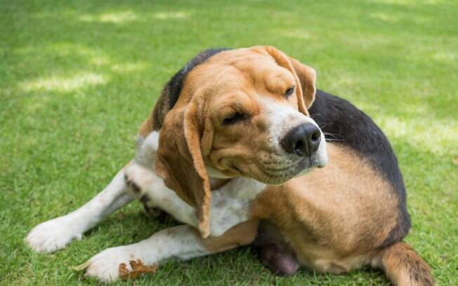 A dermatite canina está entre as doenças que mais causam incômodo nos cães e, normalmente, os primeiros sinais aparecem entres os três meses e seis anos de idade