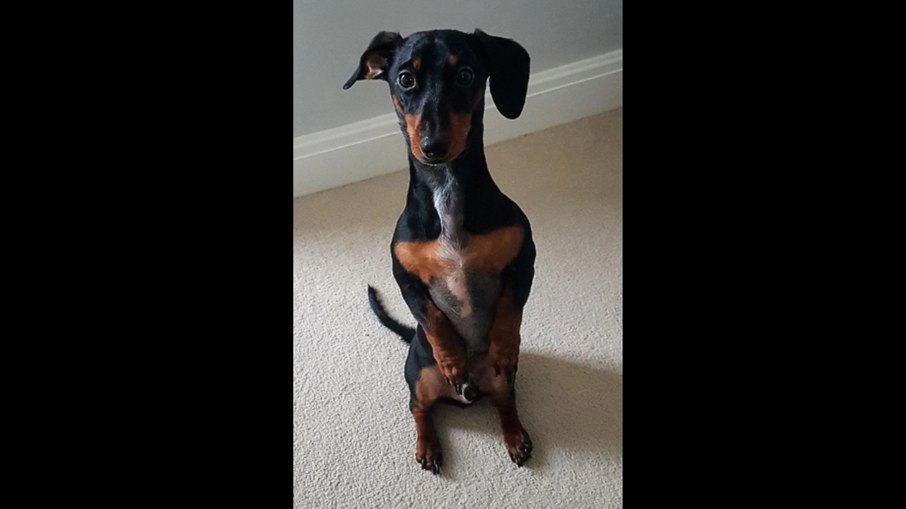 Seu cachorro senta ereto? Veja quando é sinal de alerta Seu cachorro senta ereto? Veja quando é sinal de alerta