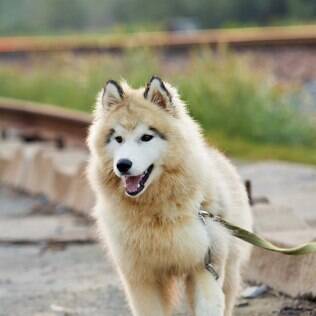 Malamute do Alaska - undefined