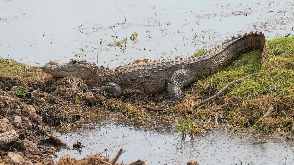 Órgão ambiental da Flórida estima que existam 1,3 milhões de crocodilos no estado Órgão ambiental da Flórida estima que existam 1,3 milhões de crocodilos no estado