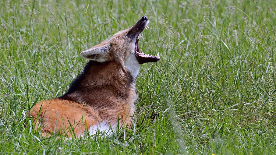 Lobo Guará do Instituto Pró-Carnívoros