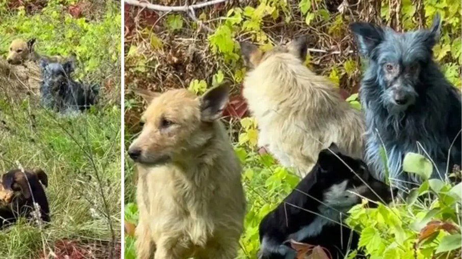 Coloração azul não é originada na radiação de Chernobyl Coloração azul não é originada na radiação de Chernobyl