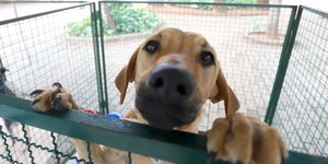 Crime de maus-tratos a animais cresce 54% em 2 anos em Campinas