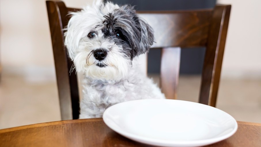 Cães: saiba quais alimentos dos humanos podem ser perigosos