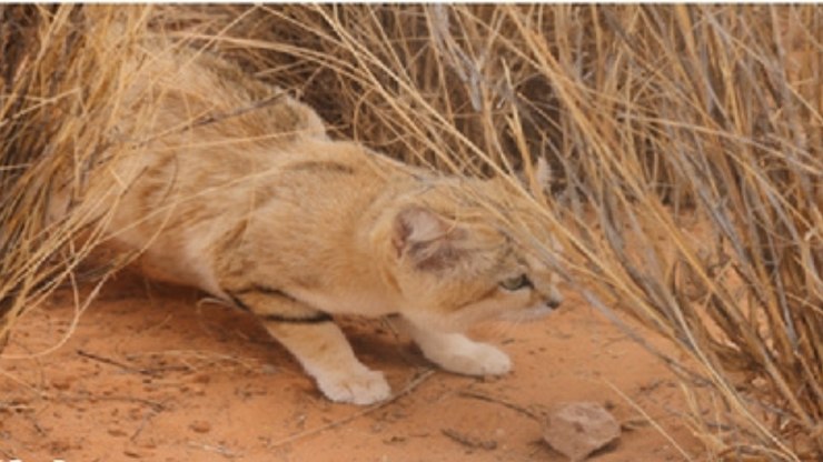 Gatos-da-areia são descobertos na Líbia em vídeo no YouTube