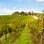 Roteiro pela Toscana: a região entre Florença e San Gimignano é renomada pela sua produção de vinhos. Foto: shutterstock 
