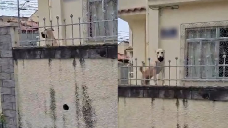 Cachorro%20caramelo%20chama%20entregador%20para%20brincar%20de%20bolinha