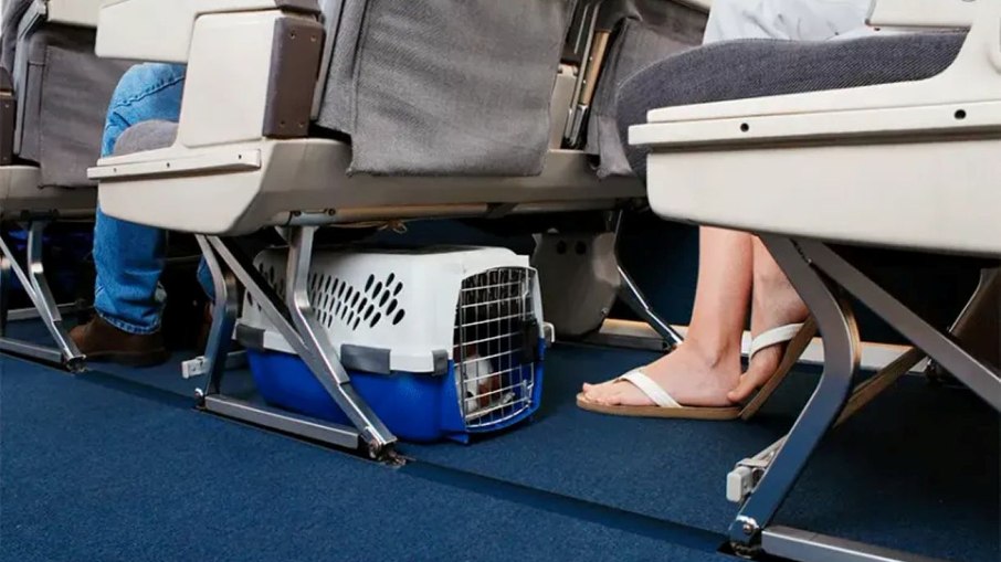 Transporte de animais de estimação no avião